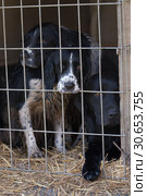 Working gundogs waiting to get out of the truck. Стоковое фото, агентство Ingram Publishing / Фотобанк Лори