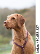 Portrait of a wire-haired Hungarian vizsla. Стоковое фото, агентство Ingram Publishing / Фотобанк Лори