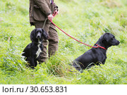 Woman with working gundogs; labrador and cocker spaniel. Стоковое фото, агентство Ingram Publishing / Фотобанк Лори