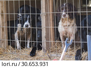 Working gundogs waiting to get out of the truck. Стоковое фото, агентство Ingram Publishing / Фотобанк Лори