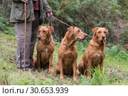 A woman with her three working gundogs; fox red labradors. Стоковое фото, агентство Ingram Publishing / Фотобанк Лори