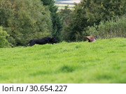 A black labrador chasing after a runner. Стоковое фото, агентство Ingram Publishing / Фотобанк Лори