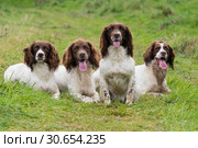 A portrait of four working springer spaniels on a shoot day. Стоковое фото, агентство Ingram Publishing / Фотобанк Лори