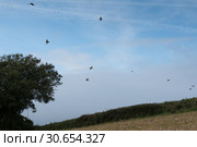 Pheasants flushing on a shoot day. Стоковое фото, агентство Ingram Publishing / Фотобанк Лори