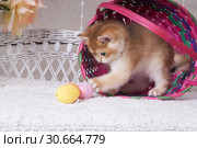 Котенок породы британская короткошерстная играется с крашенным яйцом на фоне корзинки. Стоковое фото, фотограф Ирина Кожемякина / Фотобанк Лори
