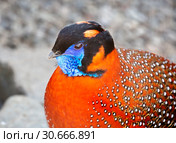 Трагопан Темминка ( Фазан ). (Temmincks tragopan) Стоковое фото, фотограф Галина Савина / Фотобанк Лори