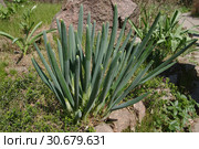 Лук-батун, или Татарка, или Дудчатый лук (лат. Allium fistulosum) Стоковое фото, фотограф Илюхина Наталья / Фотобанк Лори