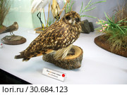 Болотная сова (Asio flammeus). Птицы заповедника Карадаг. Музей истории и природы Карадага. Республика Крым, пгт. Курортное (2018 год). Редакционное фото, фотограф Щеголева Ольга / Фотобанк Лори