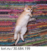 Kitten breed   British shorthair, Golden Chinchilla color lies on a multi-colored rug. Стоковое фото, фотограф Ирина Кожемякина / Фотобанк Лори