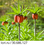 Рябчик императорский (Fritillaria imperialis) Стоковое фото, фотограф E. O. / Фотобанк Лори
