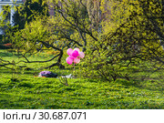 Праздник на природе. Стоковое фото, фотограф Алёшина Оксана / Фотобанк Лори
