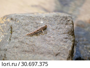 Barred mudskipper or silverlined mudskipper (2019 год). Стоковое фото, фотограф EugeneSergeev / Фотобанк Лори