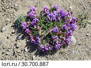 Остролодочник мелколистный Oxytropis microphylla в горах Тибета в июне (2018 год). Стоковое фото, фотограф Овчинникова Ирина / Фотобанк Лори