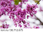 Flowering Cercis siliquastrum. Стоковое фото, фотограф Яков Филимонов / Фотобанк Лори