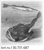 1) Сфирена щука (Sphyraena vulgaris). 2) Лягва-рыболов (Lophius piscatorius)  - рисунок  из книги А. Брэма "Жизнь животных" 1896 г. Стоковая иллюстрация, иллюстратор Вера Смолянинова / Фотобанк Лори