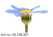 blue daisy bush flower. Стоковое фото, фотограф Tamara Kulikova / Фотобанк Лори