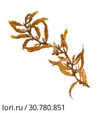 Close-up of Sargassum, showing the air bladders that help it stay afloat. Isolated on white background. Стоковое фото, фотограф Ирина Кожемякина / Фотобанк Лори