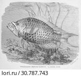 Обманщикъ (Epibulus insidiator)  - рисунок  из книги А. Брэма "Жизнь животных" 1896 г. Стоковая иллюстрация, иллюстратор Вера Смолянинова / Фотобанк Лори
