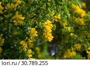 Yellow blooms of Teline osmariensis. Стоковое фото, фотограф Яков Филимонов / Фотобанк Лори