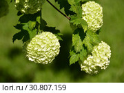 Калина декоративная Бульденеж, или Снежный шар (лат. Viburnum opulus var sterile) Стоковое фото, фотограф lana1501 / Фотобанк Лори