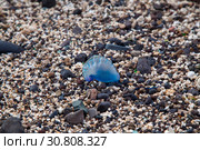 Portuguese man of war on El confital beach. Стоковое фото, фотограф Tamara Kulikova / Фотобанк Лори