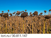 Image of fields of sunflowers (2017 год). Стоковое фото, фотограф Яков Филимонов / Фотобанк Лори