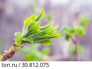 Eleutherococcus senticosus, half open leaves on twig. Стоковое фото, фотограф Короленко Елена / Фотобанк Лори