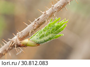Eleutherococcus senticosus bud with new leaves. Стоковое фото, фотограф Короленко Елена / Фотобанк Лори