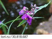 Традесканция Андерсона (лат.Tradescantia andersoniana) Стоковое фото, фотограф Марина Володько / Фотобанк Лори
