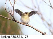 Phylloscopus trochilus. Пеночка-весничка весной сидит на ветвях и машет крыльями, Ямало-Ненецкий автономный округ. Стоковое фото, фотограф Григорий Писоцкий / Фотобанк Лори