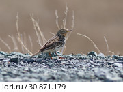 Anthus cervinus. Самка краснозобого конька весной на Ямале. Стоковое фото, фотограф Григорий Писоцкий / Фотобанк Лори