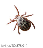 Crawling male mite isolated on the white background without shadows. Macro photo. Стоковое фото, фотограф Георгий Дзюра / Фотобанк Лори