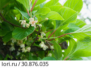 Schisandra chinensis blooming in wild. Стоковое фото, фотограф Короленко Елена / Фотобанк Лори