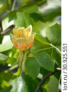 Цветок лириодендрона тюльпанного (тюльпанное дерево) (Liriodendron tulipifera L.) Стоковое фото, фотограф Ирина Борсученко / Фотобанк Лори