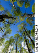 Green kroner of several birches with gray trunks. Стоковое фото, фотограф Алексей Дмецов / Фотобанк Лори