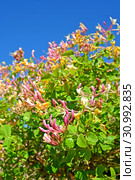 Цветение жимолости каприфоль (Lonicera caprifolium L.) на фоне голубого неба. Стоковое фото, фотограф Ирина Борсученко / Фотобанк Лори