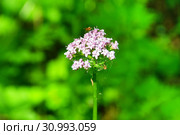 Россия, Владивосток, флора острова Шкота. Валериана очерёднолистная, (Valeriana alternifolia) (2019 год). Стоковое фото, фотограф Овчинникова Ирина / Фотобанк Лори