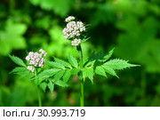 Россия, Владивосток, флора острова Шкота. Валериана очерёднолистная,  (Valeriana alternifolia) (2019 год). Стоковое фото, фотограф Овчинникова Ирина / Фотобанк Лори