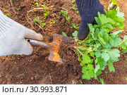 Female hands in gloves uproot with a spatula weed in the garden. Стоковое фото, фотограф Акиньшин Владимир / Фотобанк Лори