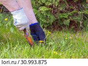 Female hands in gloves uproot with a spatula weed in the garden. Стоковое фото, фотограф Акиньшин Владимир / Фотобанк Лори