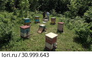 Горная пасека. Пчеловоды за работой. Вид с воздуха. Mountain apiary. Beekeepers at work. Aerial view. Стоковое видео, видеограф Евгений Романов / Фотобанк Лори