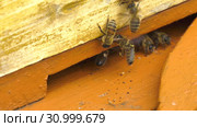 Горная пасека. Леток в улье. Часть 2. Mountain apiary. Beekeepers at work. Стоковое видео, видеограф Евгений Романов / Фотобанк Лори