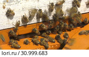 Горная пасека. Леток в улье. Mountain apiary. Notches in the hive. Стоковое видео, видеограф Евгений Романов / Фотобанк Лори