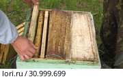 Горная пасека. Пчеловоды за работой. Mountain apiary. Beekeepers at work. Стоковое видео, видеограф Евгений Романов / Фотобанк Лори