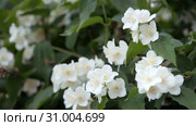 Philadelphus coronarng. White jasmine flowers sway in the wind. Стоковое видео, видеограф Константин Мерцалов / Фотобанк Лори