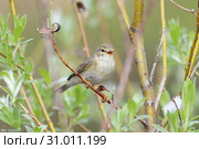 Пеночка-весничка (Phylloscopus trochilus). Птица летом на ветвях ивы, Ямало-Ненецкий автономный округ. Стоковое фото, фотограф Григорий Писоцкий / Фотобанк Лори
