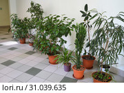 Зимний сад в фойе гимназии Winter garden in the lobby of the gymnasium. Phytodesigner Svetlana Fedorova. Стоковое фото, фотограф Светлана Федорова / Фотобанк Лори