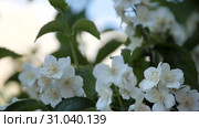 Philadelphus coronarng. White jasmine flowers sway in the wind. Стоковое видео, видеограф Константин Мерцалов / Фотобанк Лори