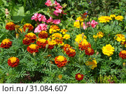 Бархатцы (лат. Tagetes) цветут на клумбе в летнем саду. Стоковое фото, фотограф Елена Коромыслова / Фотобанк Лори