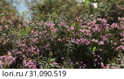 Подбел многолистный (Andromeda polifolia). Цветение растения летом среди болота, Ямало-Ненецкий автономный округ. Стоковое видео, видеограф Григорий Писоцкий / Фотобанк Лори
